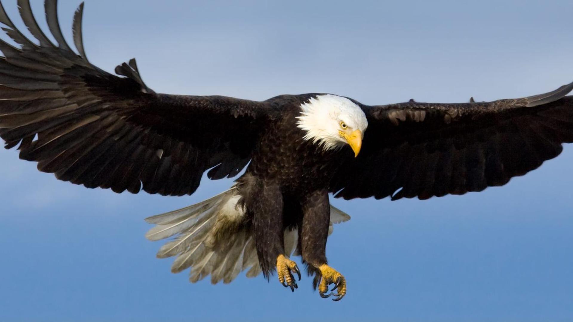 Appartamento Eagles Land Edimburgo Esterno foto